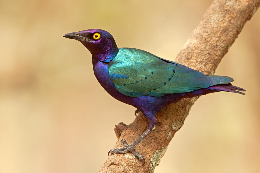 Purple Glossy Starling Photograph by Aivar Mikko
