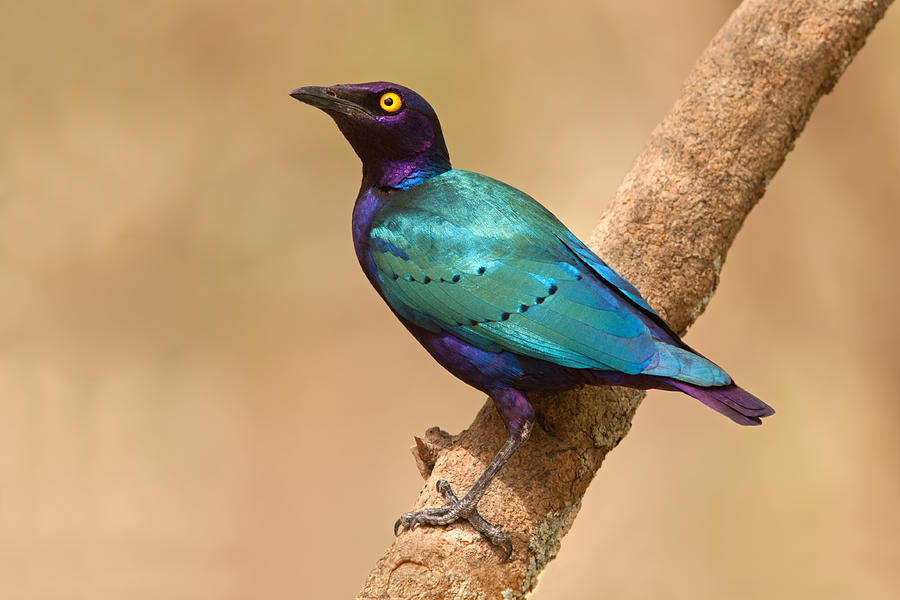 Purple Glossy Starling on Branch Photograph by Aivar Mikko