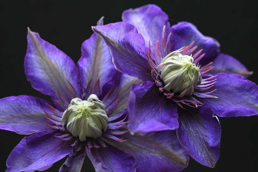 Purple Glow Clematis Photograph by Tammy Pool