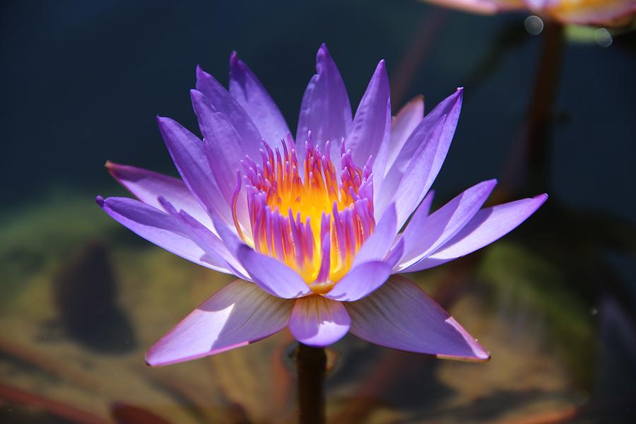 Purple Glow Photograph by Deanne Rotta Fine Art America