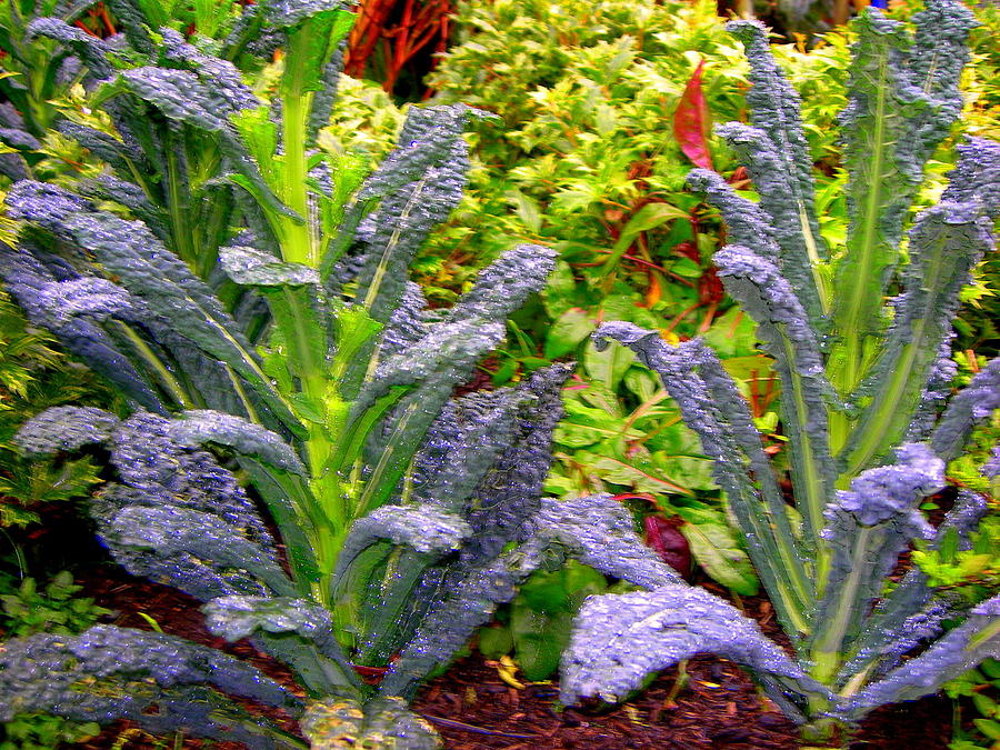 Purple Glow Photograph by Maro Kentros