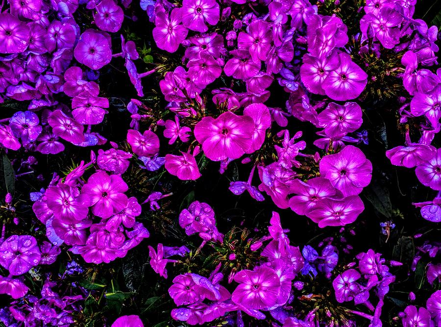 Purple Glow Photograph by Paul Kercher