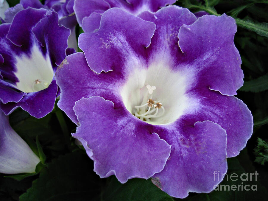Flowers Still Life Photograph - Purple Gloxinia by Addie Hocynec