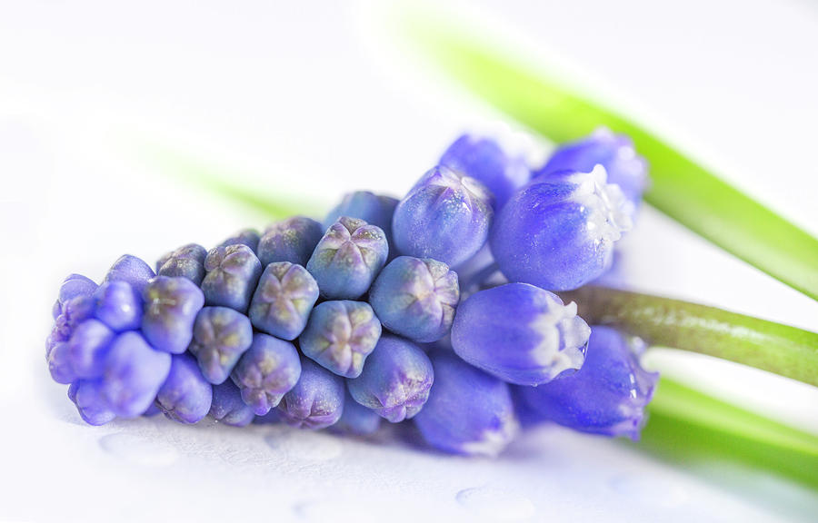 Grape Photograph - Purple Grape Hyacinths Muscari by Iris Richardson