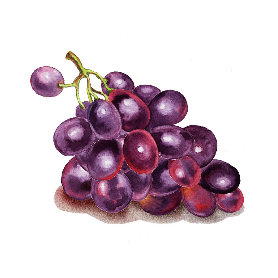 Grape Painting - Purple Grape Watercolor  by Irina Sztukowski