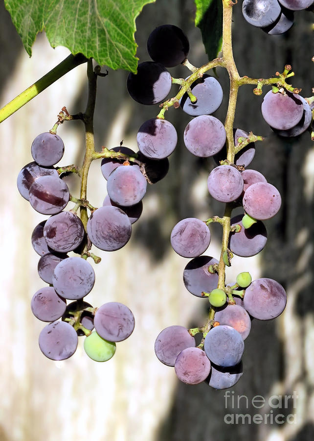 Purple Grapes  Photograph by Janice Drew
