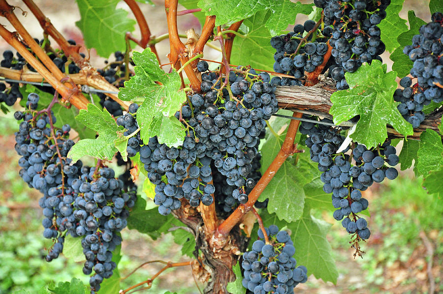 Grape Photograph - Purple grapes on vine by Ingrid Perlstrom