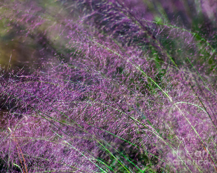 Purple Grasses Photograph by Stephen Whalen
