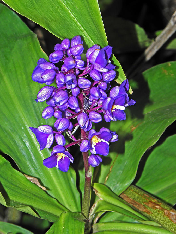 Purple Hawaiian Beauty I Photograph by Elizabeth Hoskinson