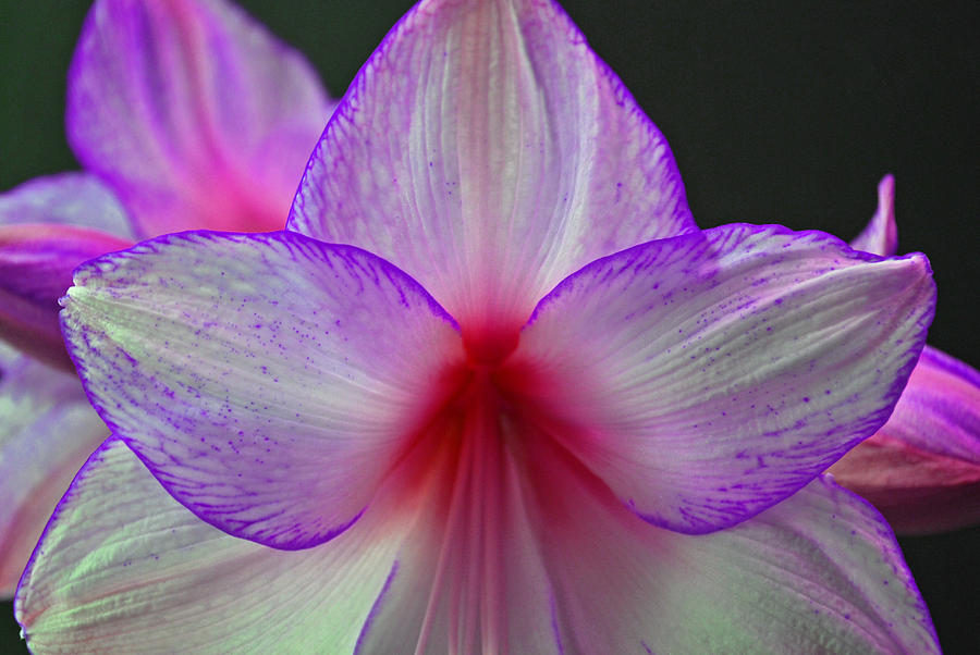 Flower Photograph - Purple Haze by Donna Shahan