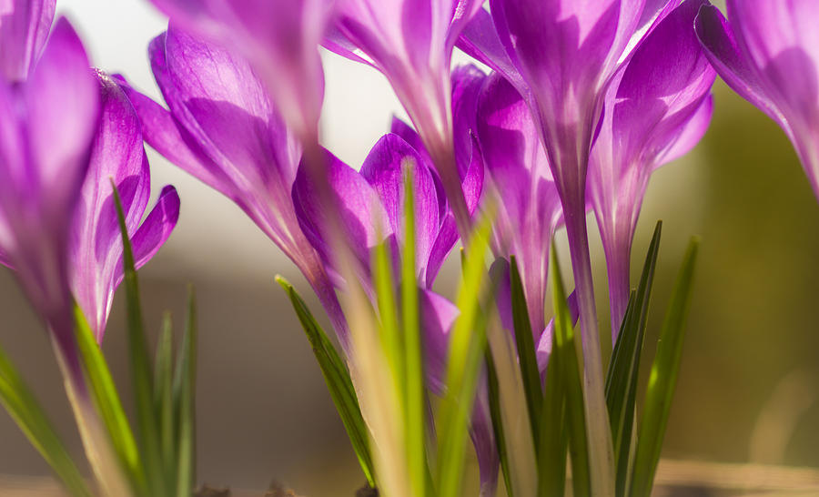 Spring Photograph - Purple Haze by Michel Emery