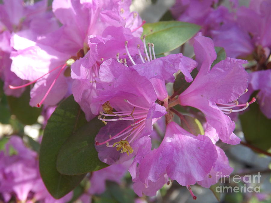 Purple Haze of Rhododendron Photograph by Lingfai Leung