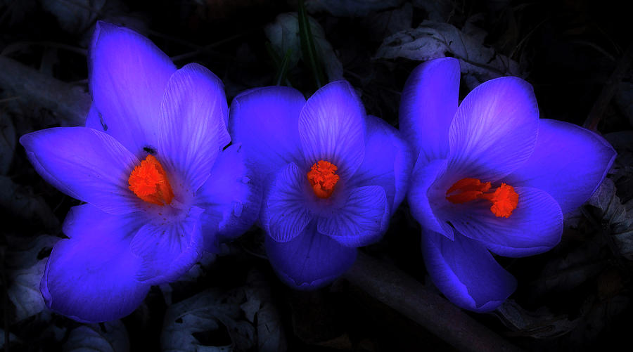 Beautiful Blue Purple Spring Crocus Blooms Photograph by Shelley Neff