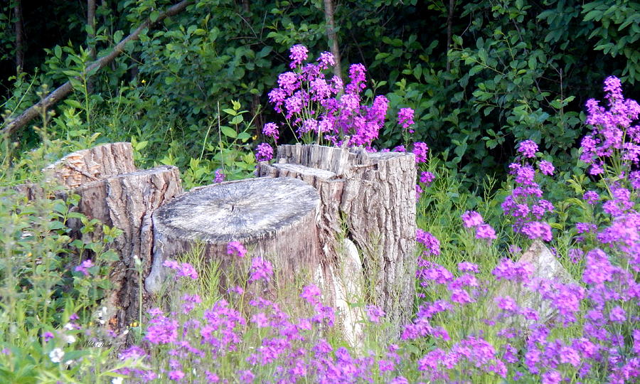 Purple Haze Stump Photograph by Wild Thing