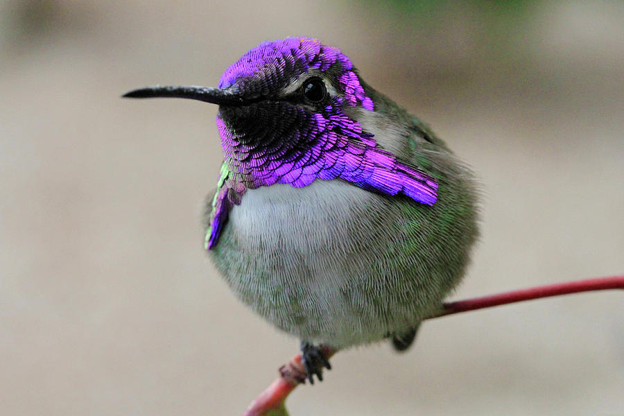 Purple Headed Hummer Photograph by Shoal Hollingsworth