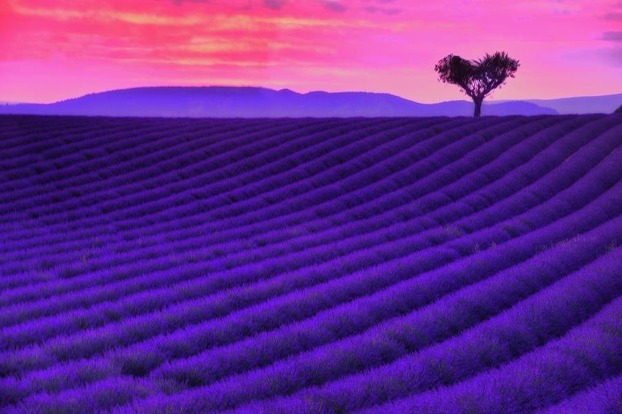 Sunset Photograph - Purple heart by Midori Chan