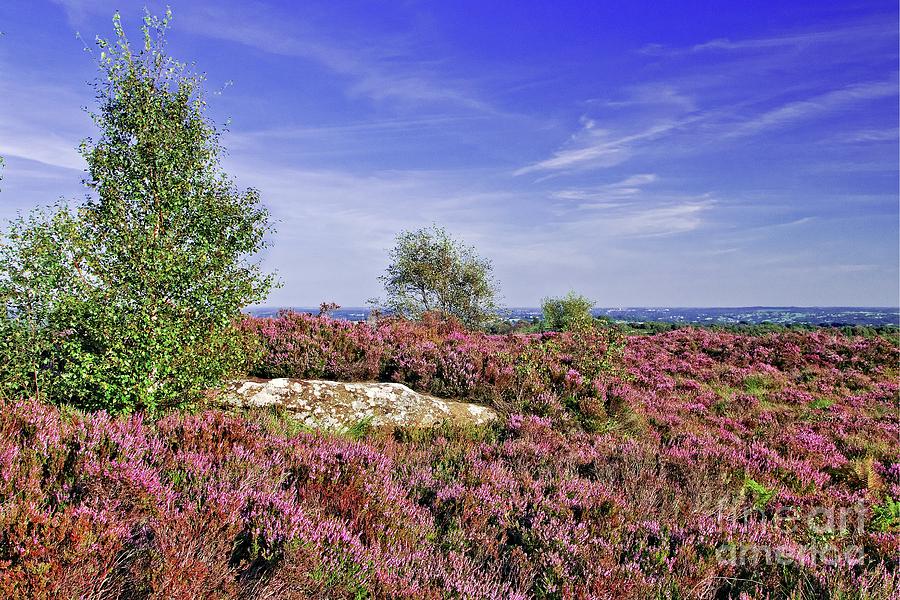 Purple Heather Landscape Photograph by Martyn Arnold