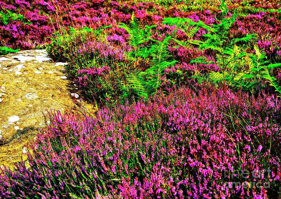 Purple Heather Photograph by Martyn Arnold