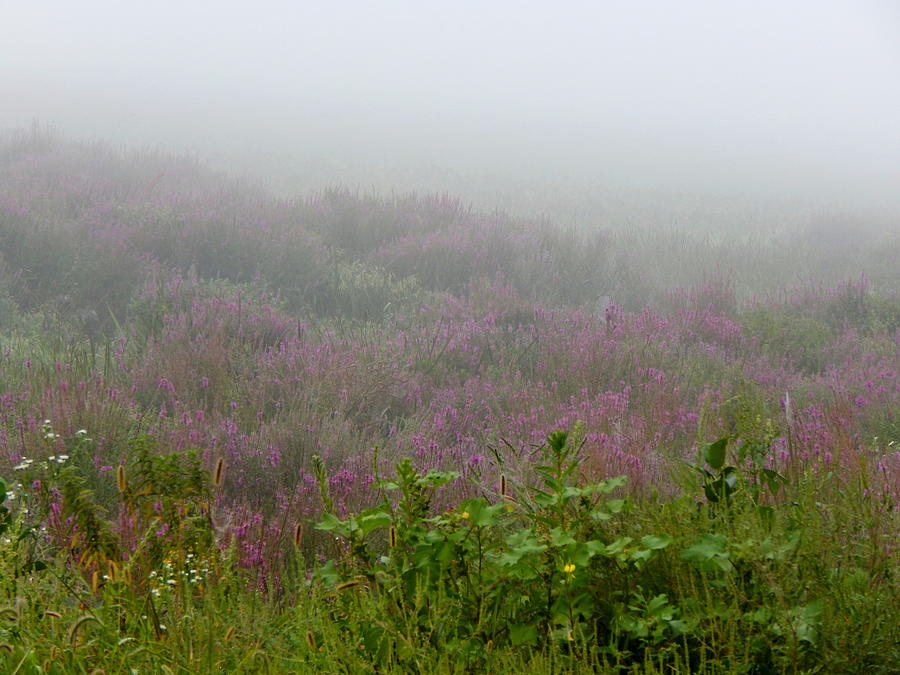 Purple Heather Photograph by Wild Thing
