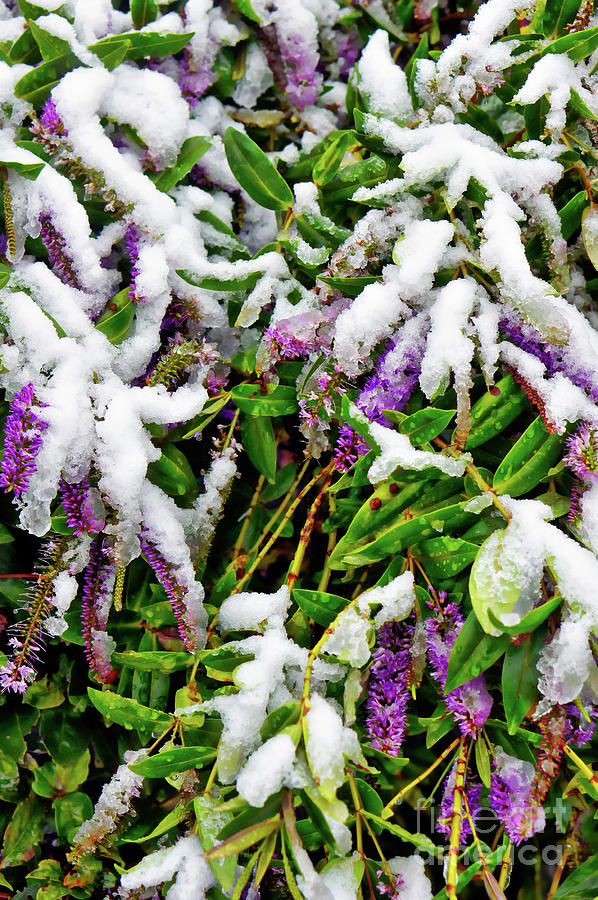 Purple hebe in tjhe snow Photograph by Tom Gowanlock