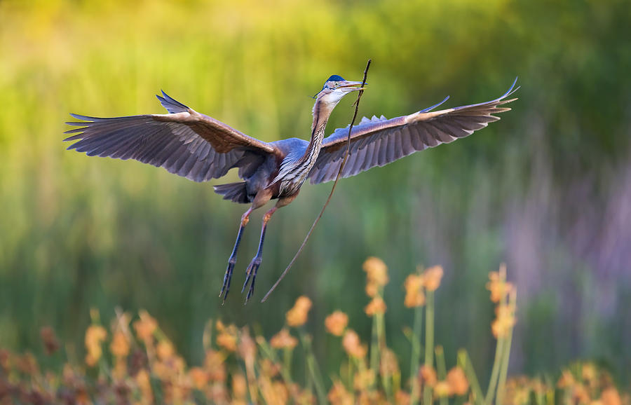 Heron Photograph - Purple Heron by Basie Van Zyl