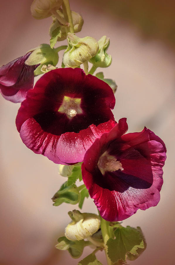 Nature Photograph - Purple Hollyhock Duo by Phyllis Taylor