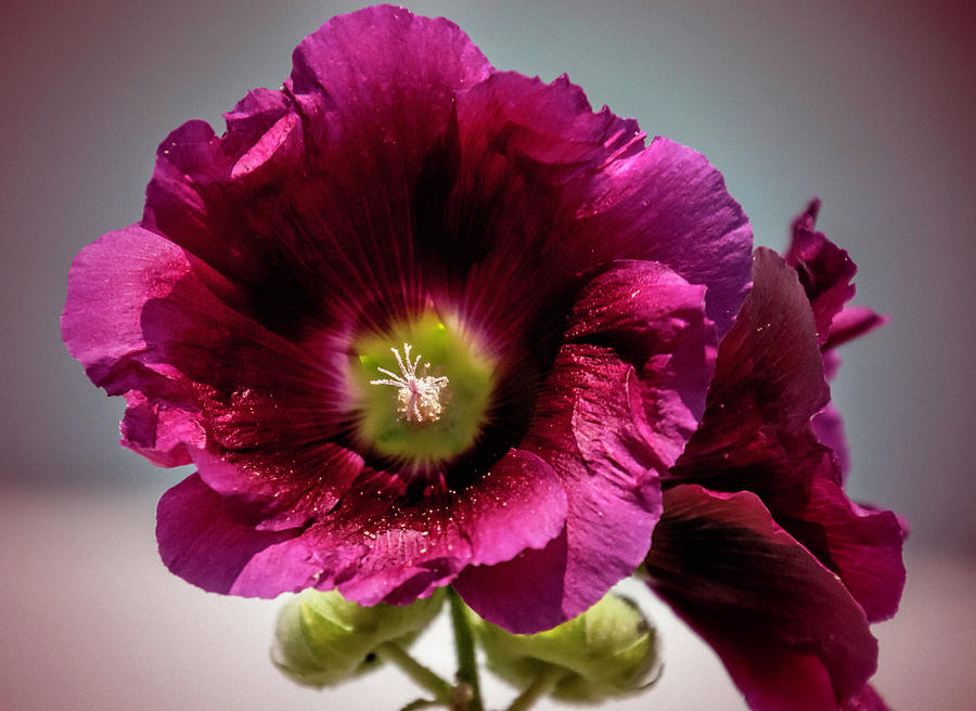 Purple Hollyhock Photograph by Phyllis Taylor