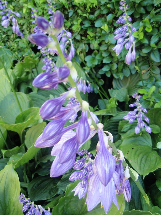 Purple Flowering Hosta Care Diagram