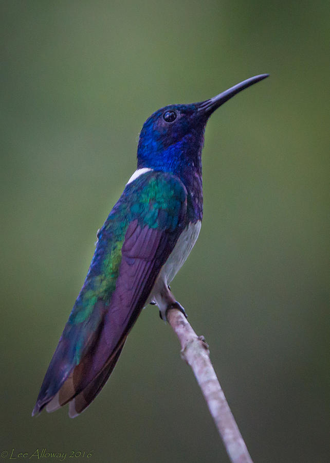 White-necked Jacobin Photograph by Lee Alloway