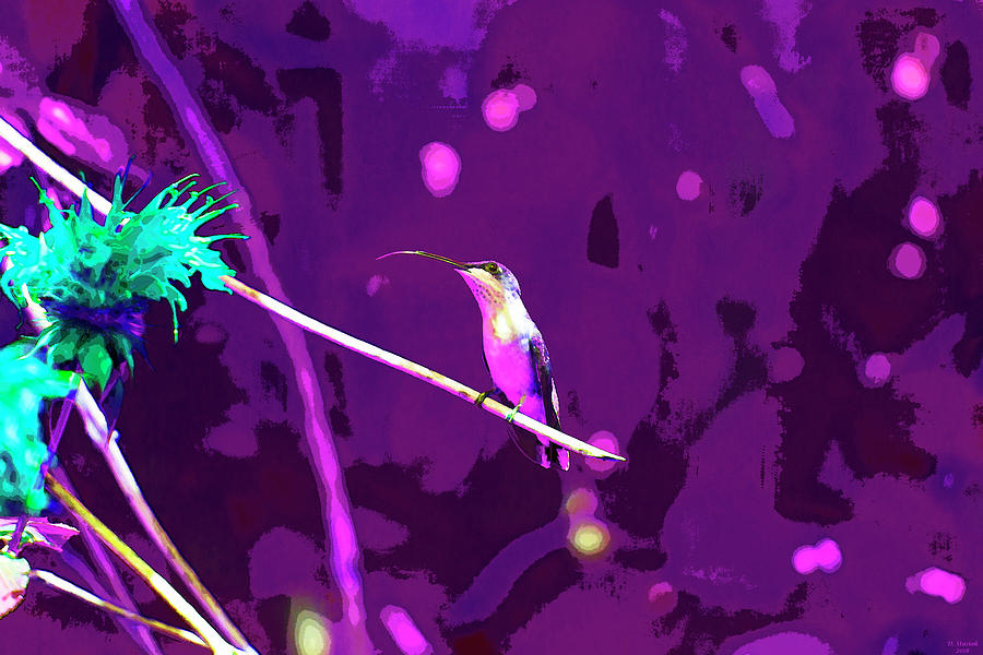 Purple Humming Bird Digital Art by David Stasiak