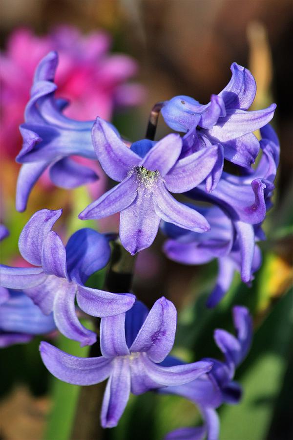 Purple Hyacinth Close-up Photograph by Sheila Brown