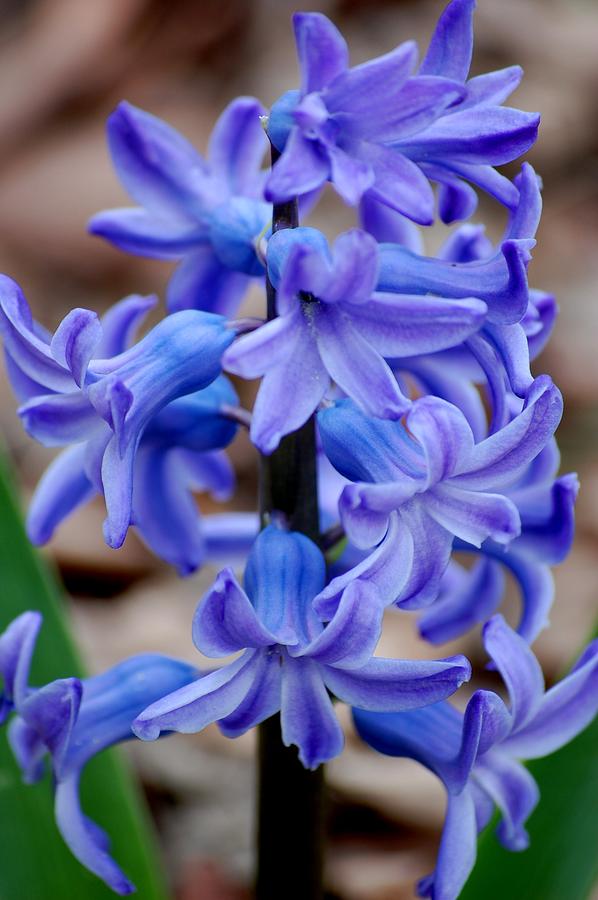Purple Hyacinth Photograph by David Lane