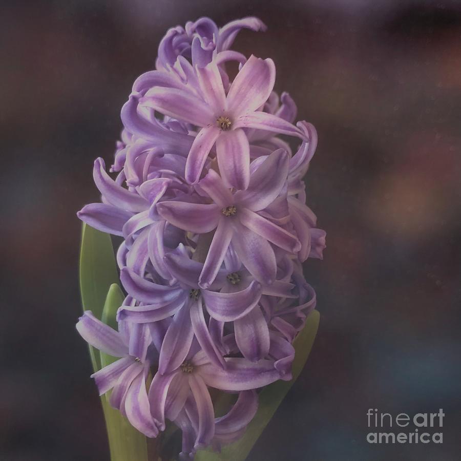 Spring Photograph - Purple Hyacinth Dreams by Luther Fine Art