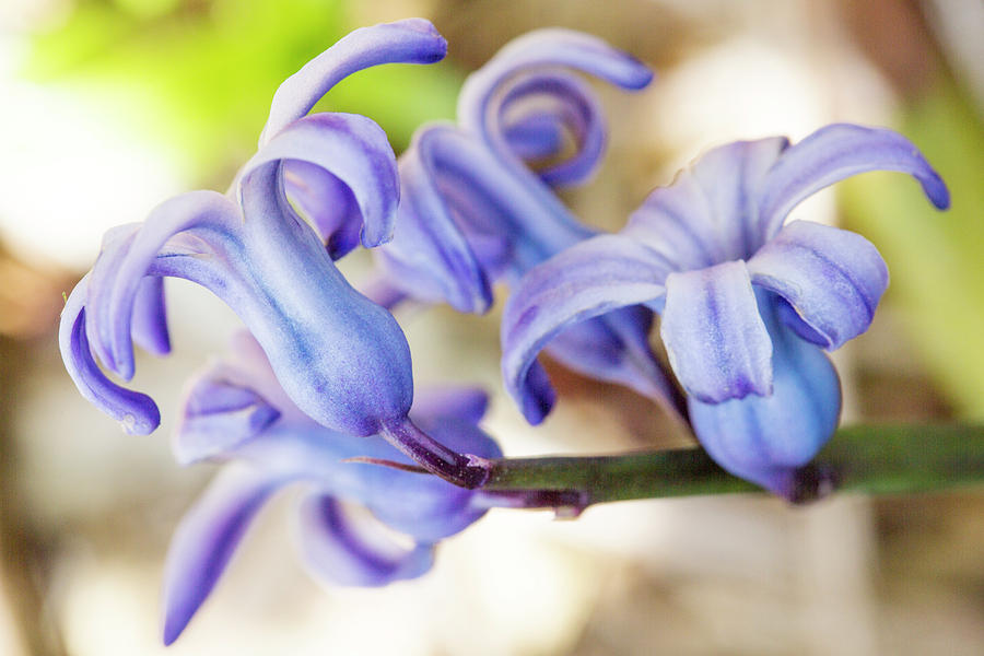 Purple Flower Photograph - Purple Hyacinth Flower by Iris Richardson