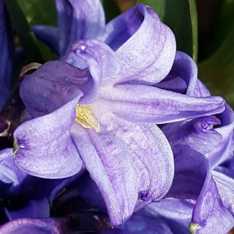 Hyacinth Photograph - Purple Hyacinth In Bloom By Tammy by Tammy Finnegan