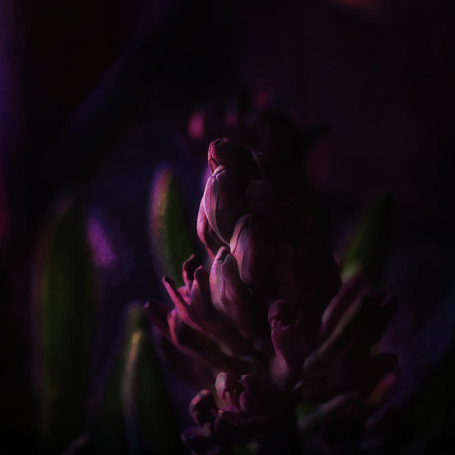 Purple Hyacinth Sunset Photograph by Sue Capuano