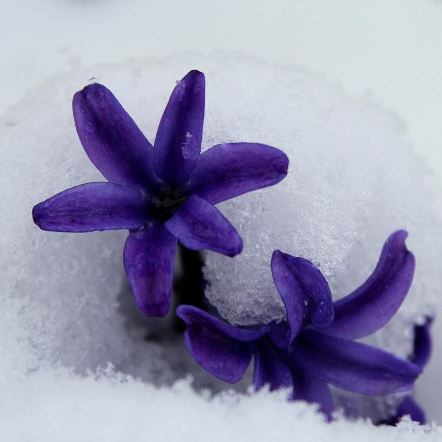 Purple Hyacinth When Spring Meets Winter No1 Photograph by M E