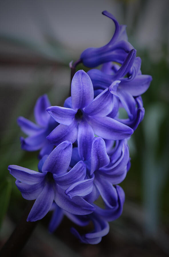 Purple hyacinth. Пурпурный гиацинт. Фиолетовый гиацинт Ким. Фиолетовый гиацинт Лорен. Фиолетовый гиацинт Киран.