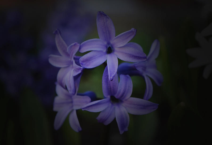 Spring Photograph - Purple Hyacinths - 2015 C by Richard Andrews