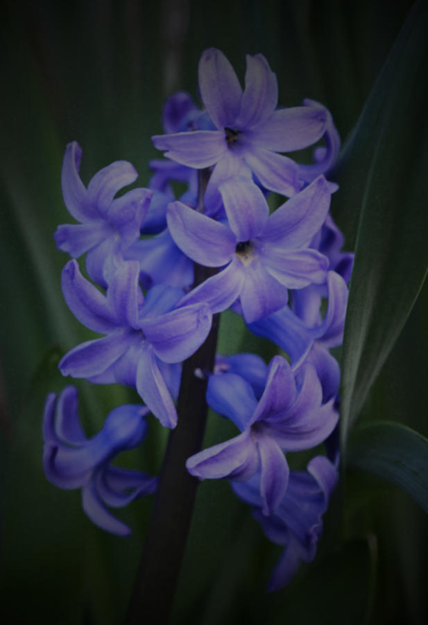 Purple Hyacinths - 2015 D Photograph by Richard Andrews