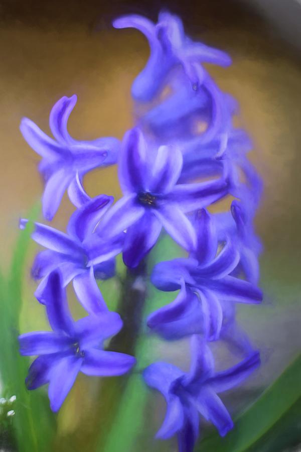 Purple Hyacinths Digital Art Photograph by Terry DeLuco
