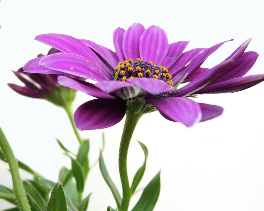 Purple Hybrid Blossom Photograph by Margie Avellino