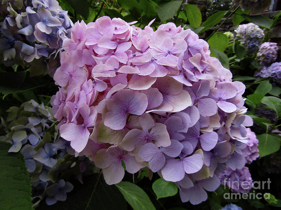 Purple Hydrangea Blooms Photograph by Kim Tran