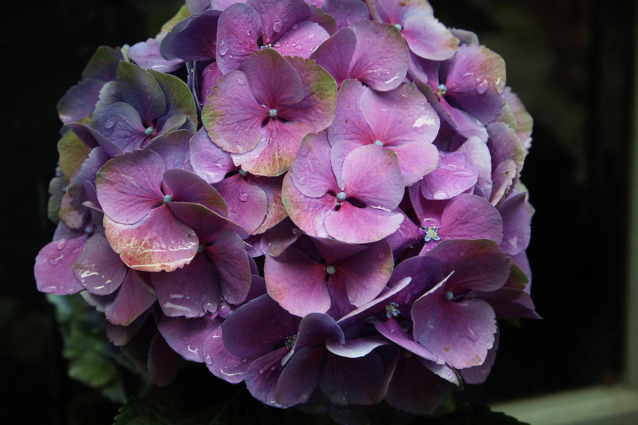 Purple Hydrangea- by Linda Woods Photograph by Linda Woods