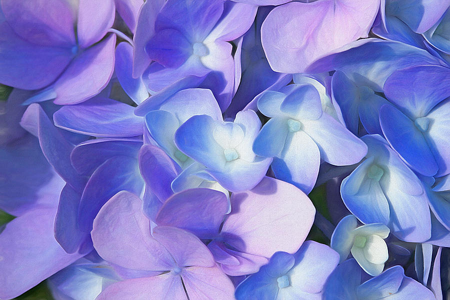 Purple Hydrangea Photograph by Cindi Ressler