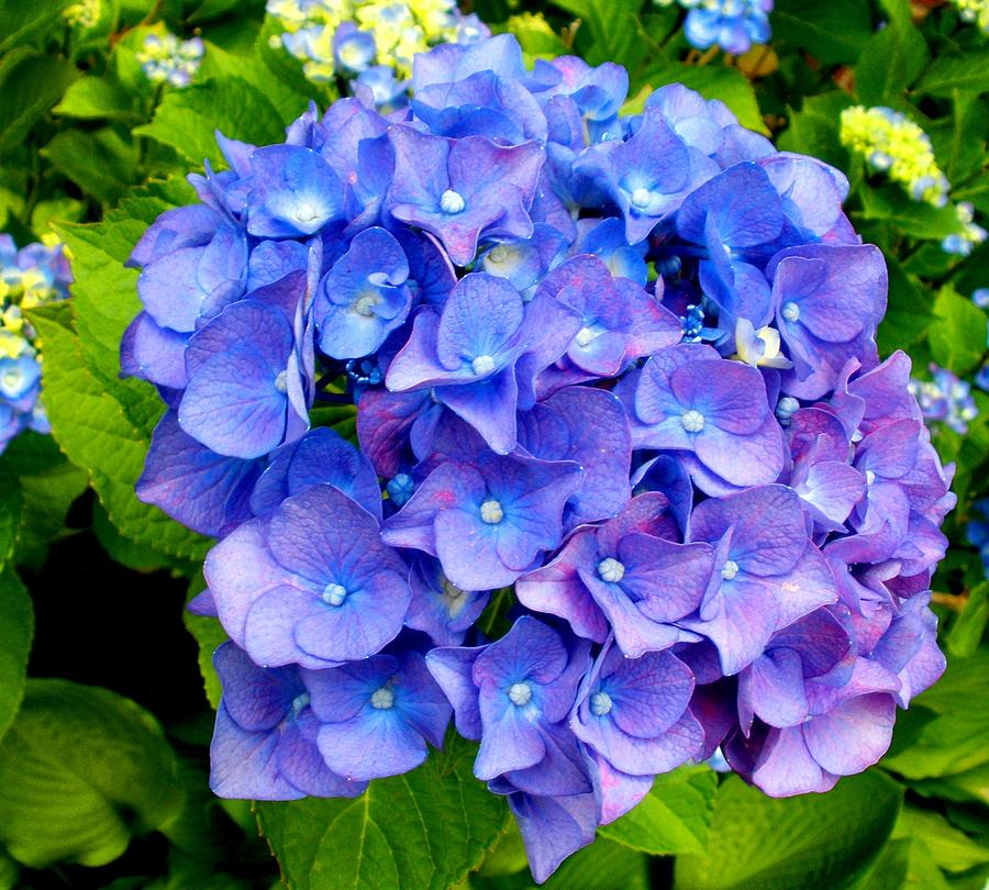 Purple Hydrangea Photograph by Freda Sbordoni - Fine Art America