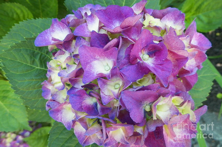 Purple Hydrangea Photograph