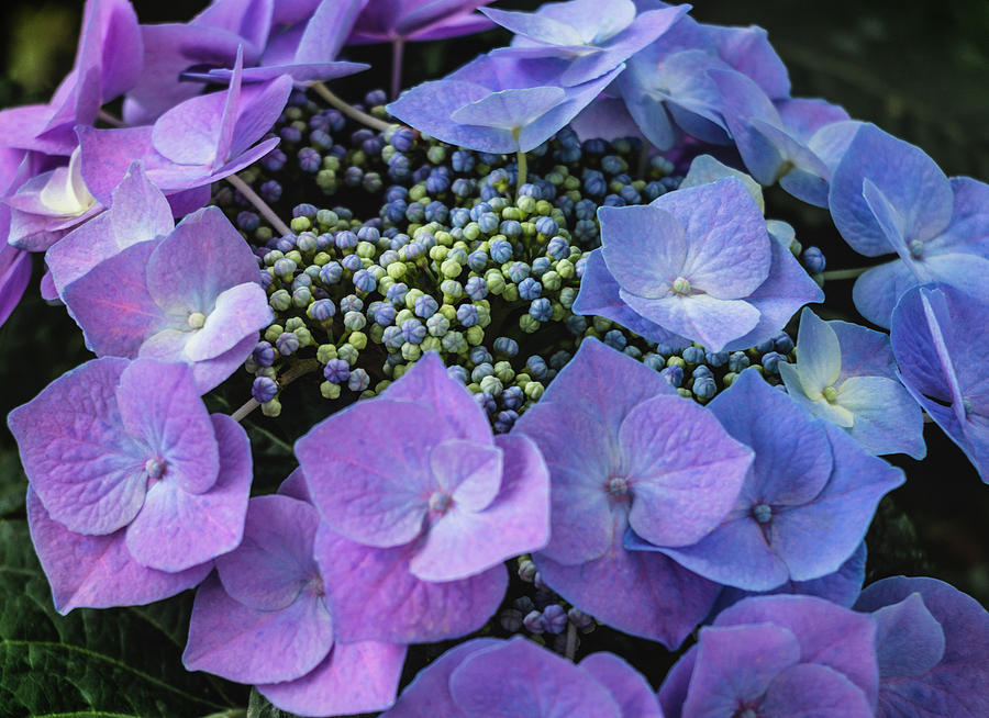 Purple Hydrangea - Hortensia Photograph by Cristina Stefan