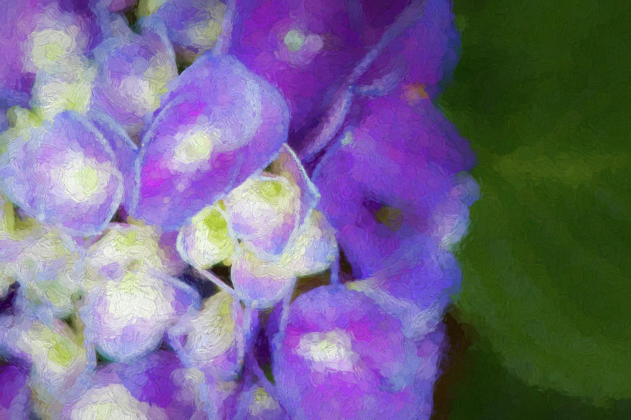 Purple Hydrangea Impression Photograph by Kathy Clark