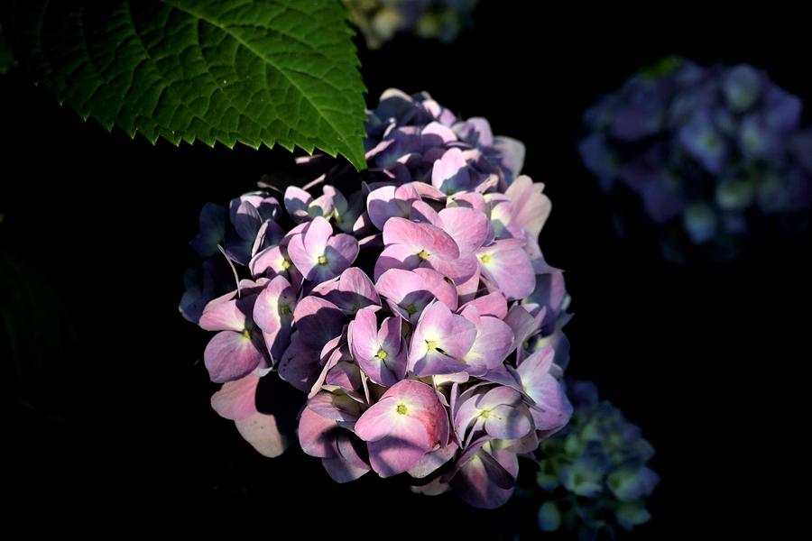 Purple Hydrangea in Morning Light Photograph by Sheila Brown